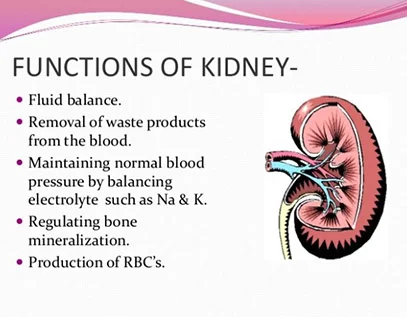 Function of Kidney