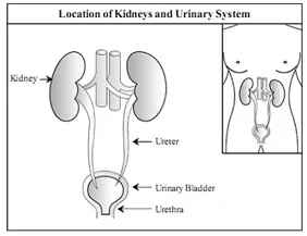 Structure of Kidney