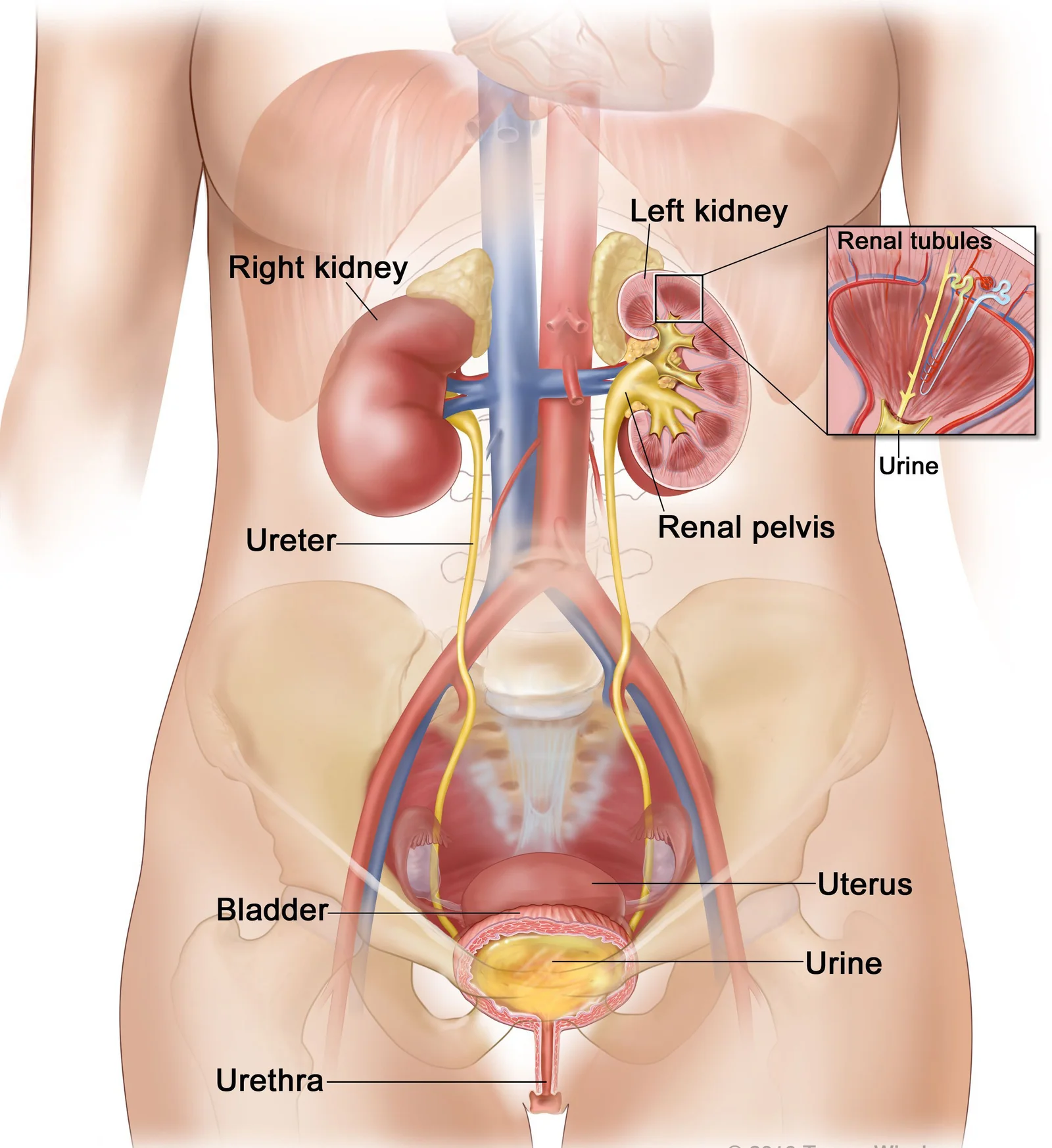 Kidney Structure Diagram